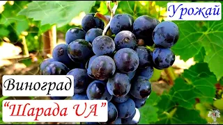Виноград Шарада UA. Урожай и особенности гибридной формы