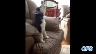 Смешная подборка видео как щенята учатся выть!