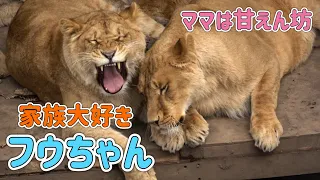 【旭山動物園ライオン】家族が大好きなフウちゃん💛イオママは甘えん坊2024/4月撮影