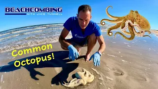 Beachcombing - Common Octopus