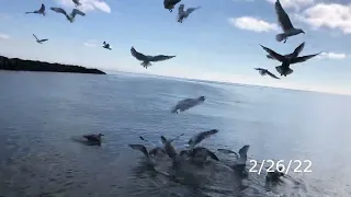 Kitefoiling Bass River Parker's River Seagull Riot Yarmouth Winter Carnival