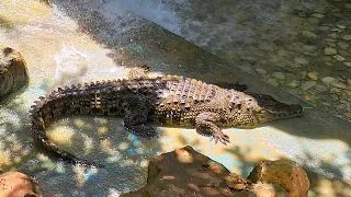 Кормление аллигаторов. Чем больше туристов, тем жирнее крокодилы.  Big Aquarium. Feeding Alligators.