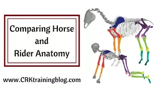 Comparing Horse and Rider Anatomy