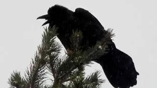 Knocking Snowy Treetop Raven