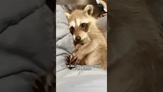 Grandmother's love is so weighty #raccoon #animal #petAdorable #shortvideo