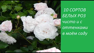 🌹БЕЛЫЕ РОЗЫ 10 сортов🌹🌹с названиями в моём саду.