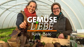 Rote Bete - So einfach klappt der Anbau in Garten und auf dem Balkon | Gemüseliebe