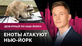 Продавцам разрешили ловить воров, императорские туалеты для беженцев, человек с почкой свиньи