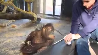 Orangutan finds magic trick hilarious