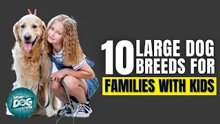 Top 10 Best Large Dog Breeds For Families With Children