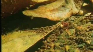 Praying Mantis VS Ants