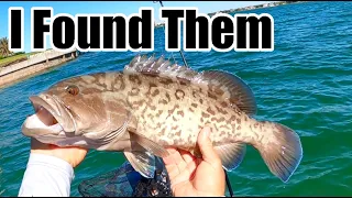 Catching Big Gag Grouper Using Live Pinfish For Bait