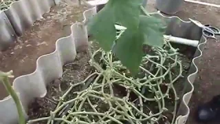 The unusual method of growing cucumbers in a heifer