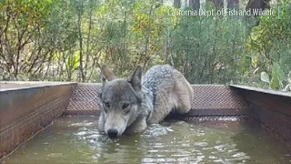 The mystery of the celebrated Shasta wolf pack that vanished from California