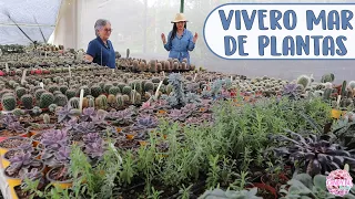 VIVERO DE UNA COLECCIONISTA DE CACTUS: El sueño de todo cactusero │Candy Bu