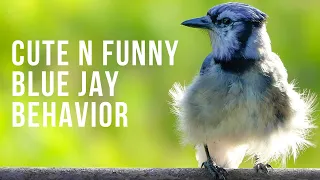 Cute and Funny Blue Jay Behavior