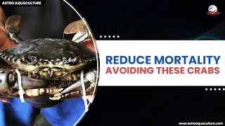 Reduce Mortality – Avoiding these crabs