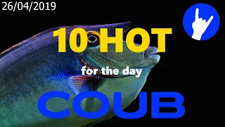 Hot Ten COUB for 26/04/2019