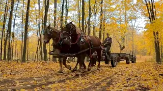 Watch Gentle Giants logging in the Peaceful Autumn Forest! // ASMR #552