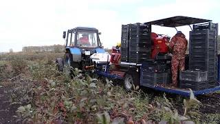 Под Тамбовом собирают первый промышленный урожай черноплодной рябины