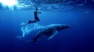 Tofua’a: Amazing Encounter with curious Humpback Whales - Mercedes-Benz original