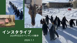 2024年1月1日インスタライブ ペンギンの散歩
