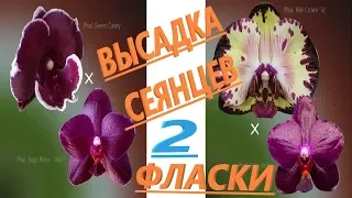 #Орхидеи.  Размываю две фласки с фаленопсисами.  Высадка рассады орхидей 1