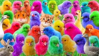 Menangkap ayam lucu, ayam warna warni, ayam rainbow, bebek, angsa, ikan hias, ikan cupang