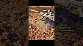 Huben K1 .22 Guinea Fowl Hunting Side Shot Scope Cam 2023 #pcpairguns #fximpact #22lr #actioncam