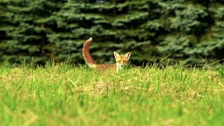 Liška obecná/Red Fox/Vulpes vulpes - ČESKÁ REPUBLIKA