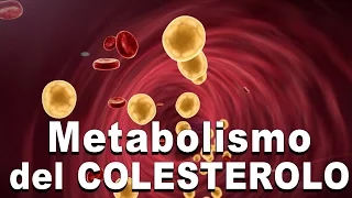 Metabolismo del Colesterolo - Digestione, Assorbimento, Lipoproteine, Trasporto inverso
