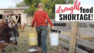 What are we feeding our goats in the biggest drought we've ever lived through?