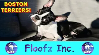 The Best and Funniest Boston Terriers!