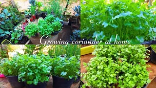 Growing​ Coriander ​at home | วิธีปลูกผักชีง่ายๆงอกเร๊ว🌱🌱.