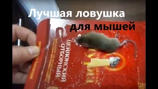 Лучшая ловушка для мышей дома! Как поймать мышь на клей?