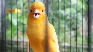 Extraordinary!! The singing canary seduces all the birds to sing