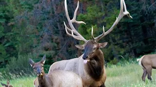 Elk Rut Behavior - Courting