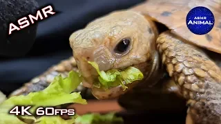 ASMR Turtle Tortoise Eating Lettuce 🐢52 | Animal ASMR