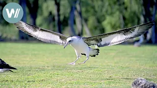 Landung frei für die Albatrosse | Tiere vor der Kamera (1992) | Folge 28/49