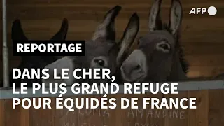 Chevaux, ânes et poneys reprennent goût à la vie dans un refuge du Cher | AFP