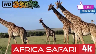 Stunning 4k Ultra hd footage of African Wildlife