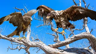Eagle vs Hawk Facts, differences and Habitat | Birds Documentary
