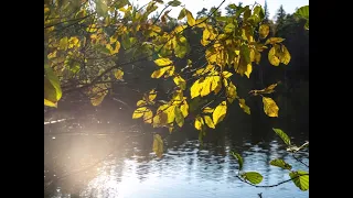 "ОТГОВОРИЛА РОЩА ЗОЛОТАЯ"... (Фото Андрея Абакумова (Рязань), музыка Григория Пономаренко)