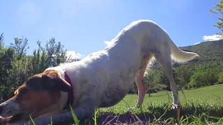 MASCIA LA CAGNOLINA DEI BAMBINI mp4