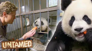 Dr Chris Visits Some Cuddly and Endangered Pandas! 🐼 | Bondi Vet Clip | Untamed