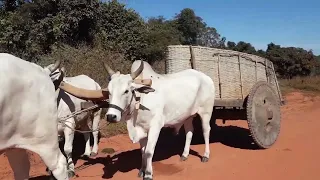 carro de boi estão  a caminho de Portelândia  Goiás  numa longa e tranqüila viagem