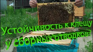 Профессор Кашковский: Не ведут ли сборные отводки к устойчивости клеща?