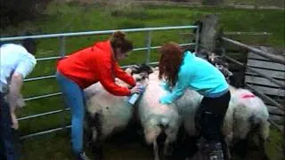 Using Sheep For Maths ! Sheep Hearding