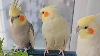 Adorable Cockatiels Cute Moments 😍