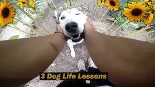 3 Tricks Dogs Have Taught Me!